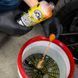 Автошампунь Chemical Guys Bug Plus Tar Remover Heavy Duty Car Wash Shampoo 3785мл 408787 фото 2